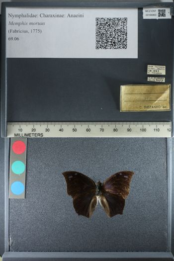Media type: image;   Entomology 166963